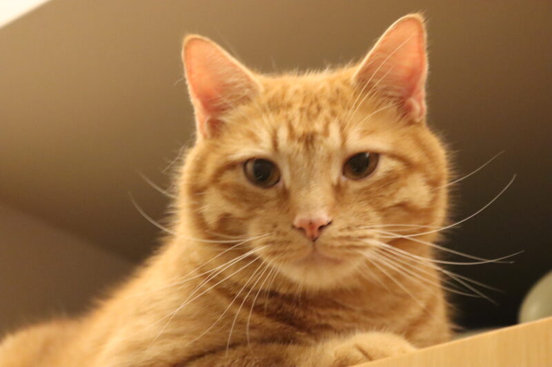A close-up shot of an orange cat