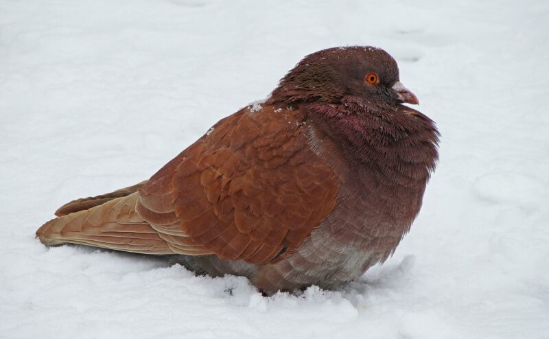 Red pigeon