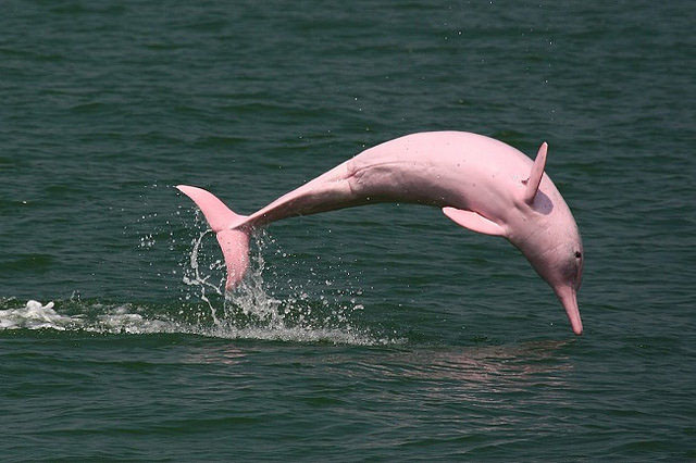 Pink dolphin