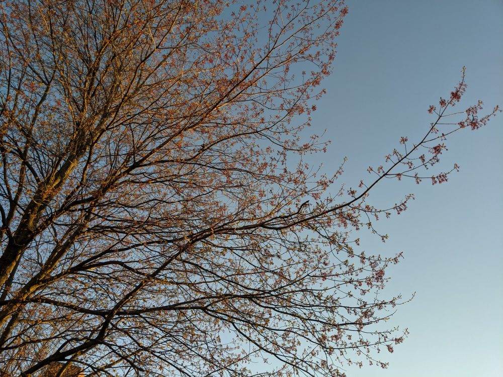 orange leaves against the sunset in the sky