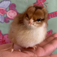 baby chick